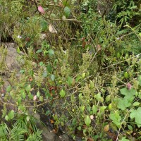 Strobilanthes rhamnifolia var. rhamnifolia (Nees) T. Anderson